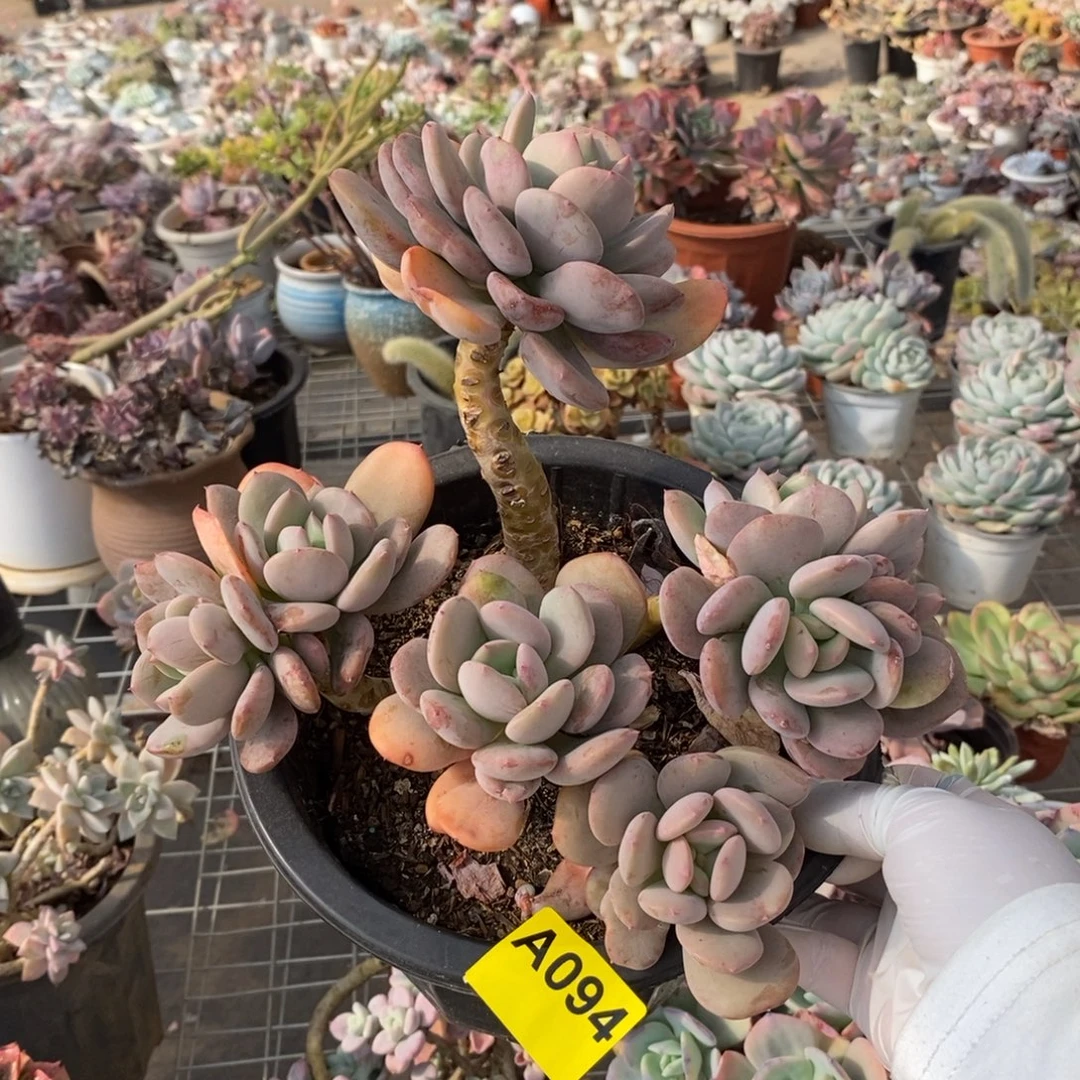 094貂蝉老桩一物一拍