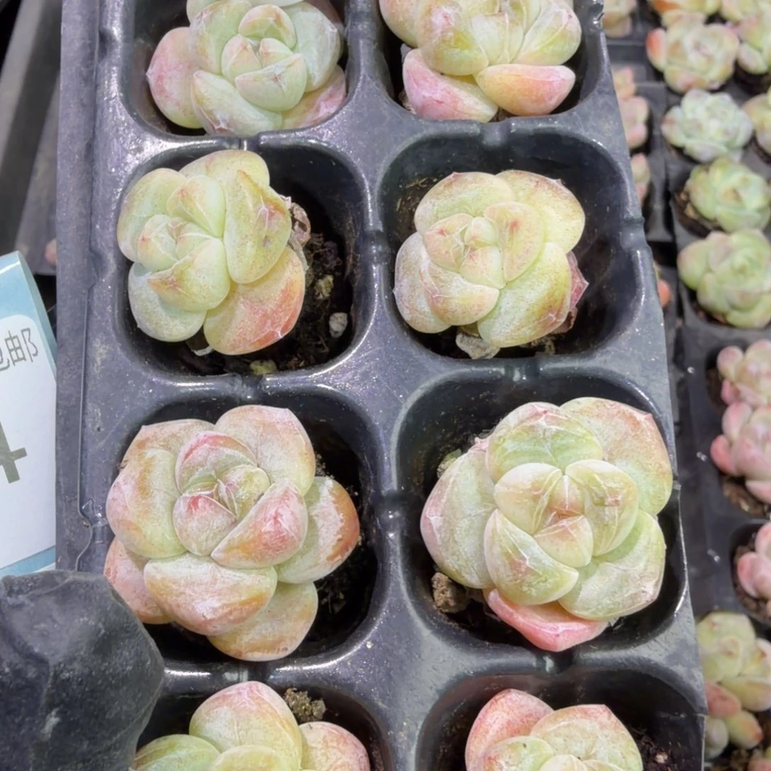 63 号到手1框，江北多肉