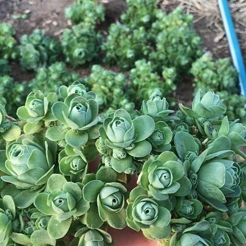 山地玫瑰二棵多肉