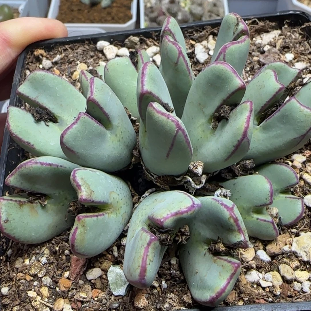 巨无霸复伦红边974