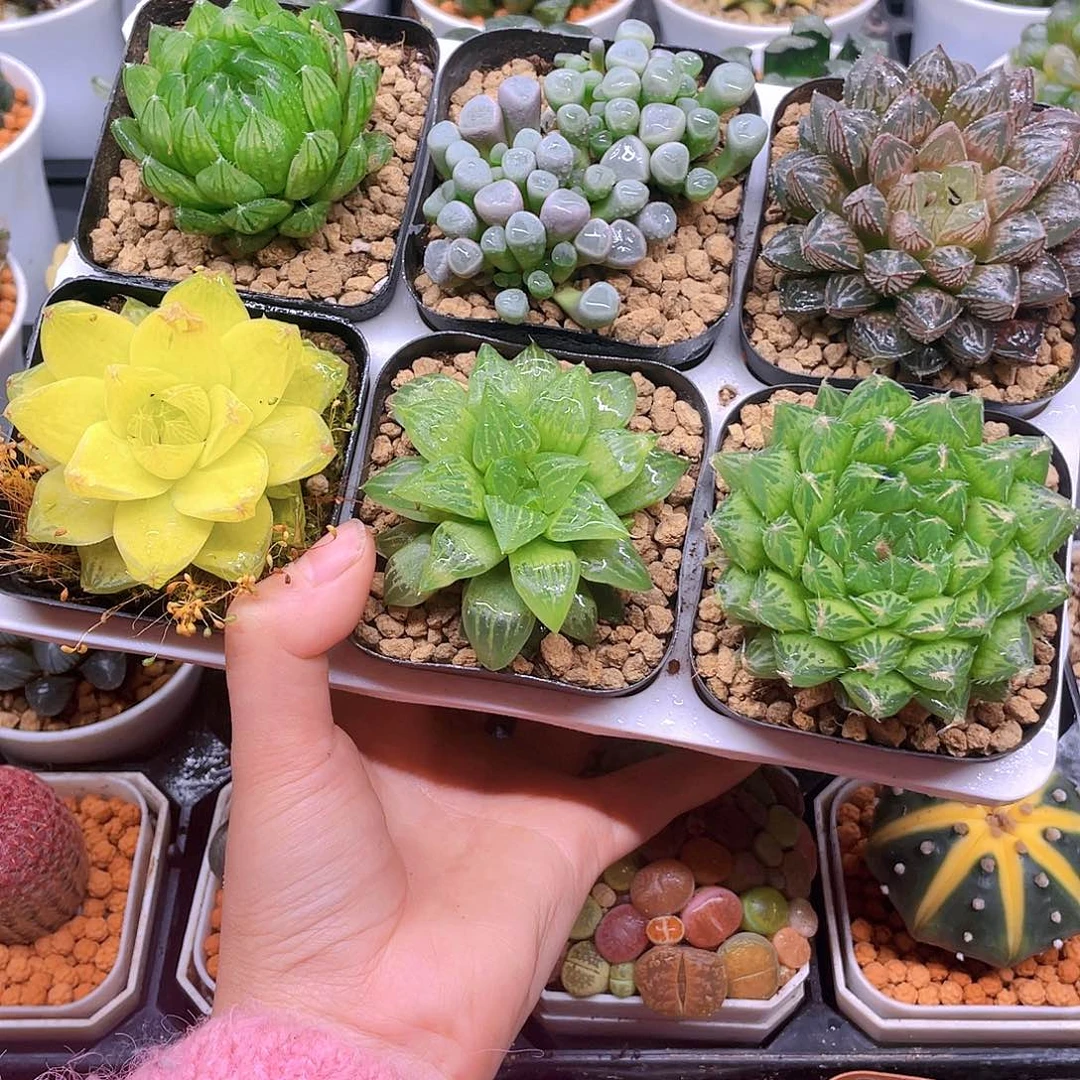 玉露六件套多肉，原盆