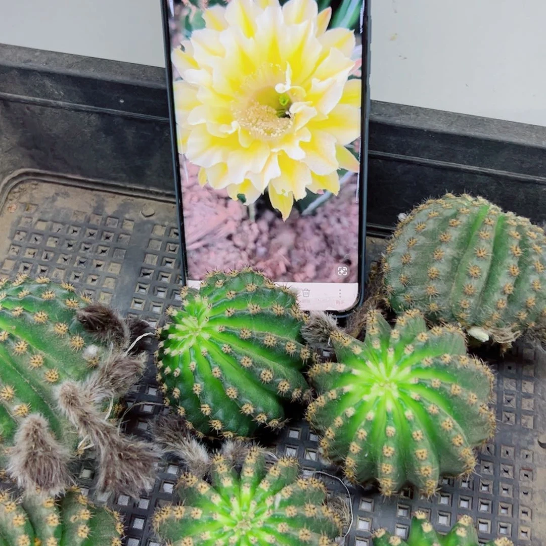 下103彩草黄绿徒长歪无根侧芽4公分左右20包邮