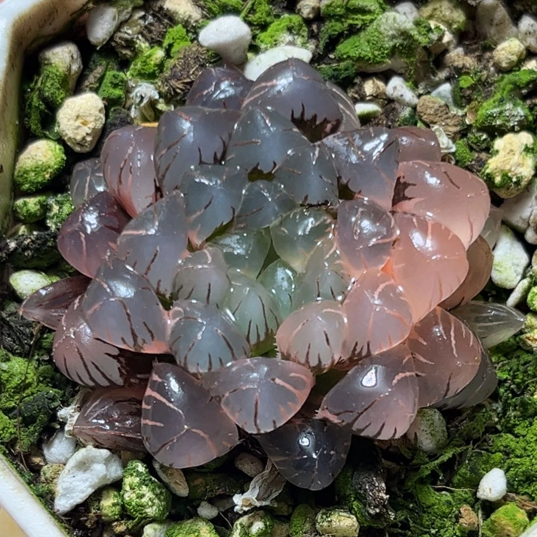 恭喜发财大吉大利530