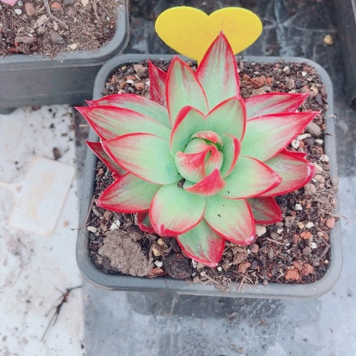 冰*惊鸿仙子多肉植物113