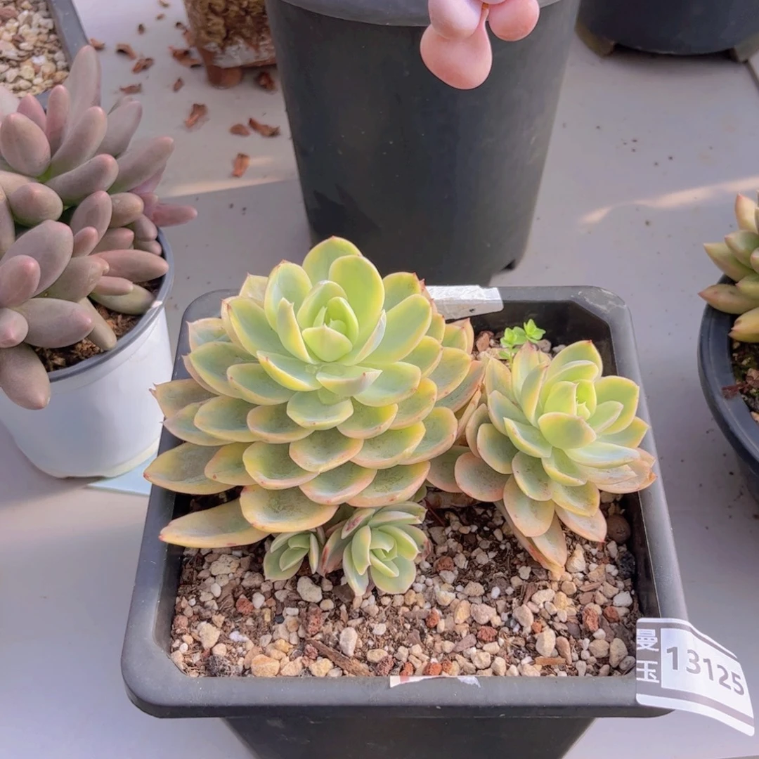 丝绸锦多肉植物13125