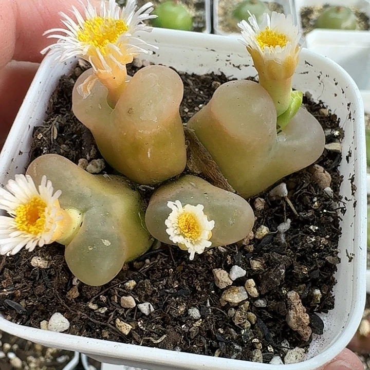 老马生石花四头毛957