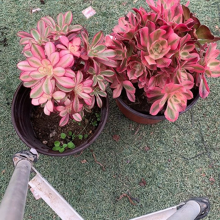 538法师2棵多肉植物