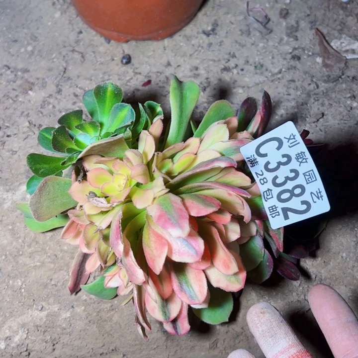 S****n3382多肉植物无根法师