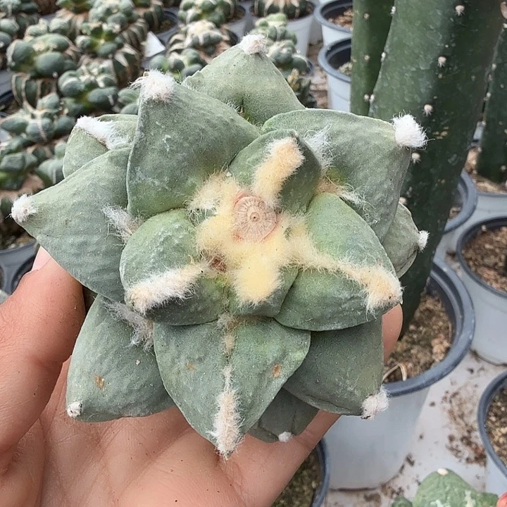 无花朵591白肌达摩怒