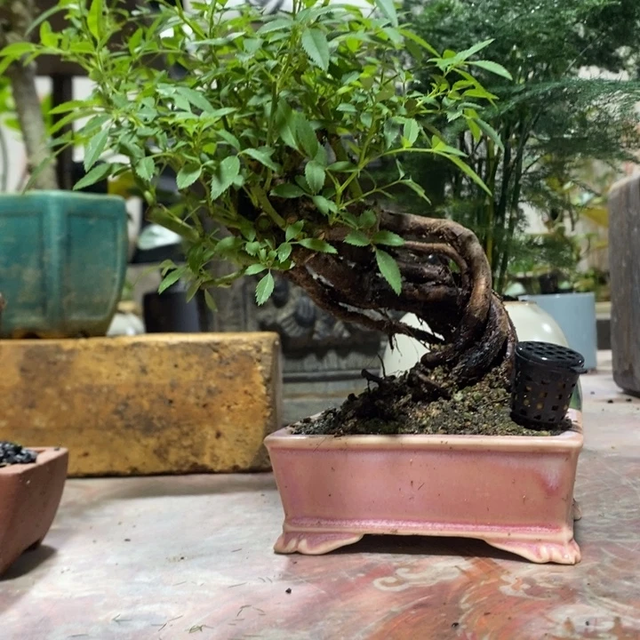 *****完全开放退款拉黑一物一拍370
