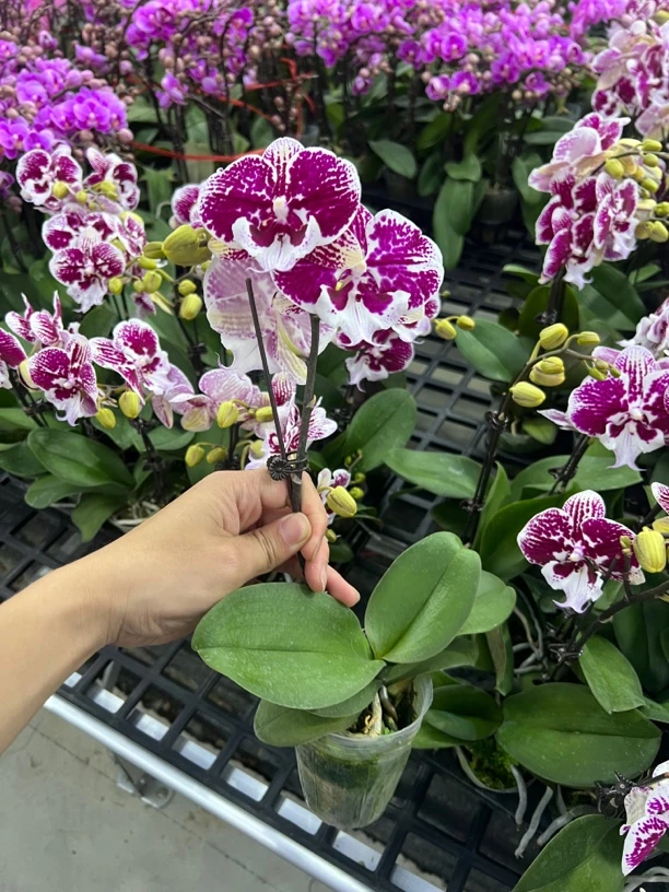 富豪优选(玫瑰酱)蝴蝶兰花期长好养护