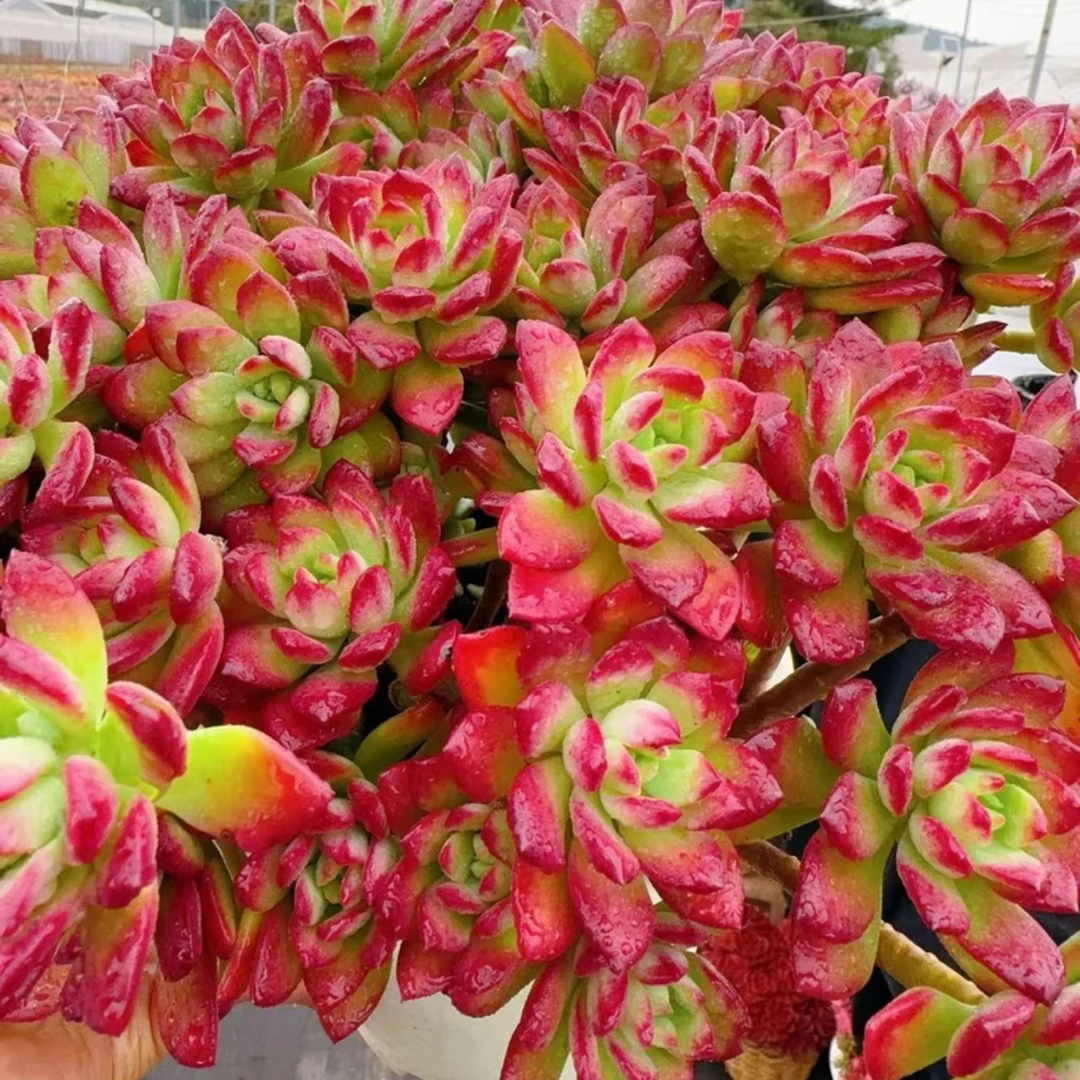 x沙漠玫瑰 红稚莲 带盆带土 新手好养 耐活 载好种好