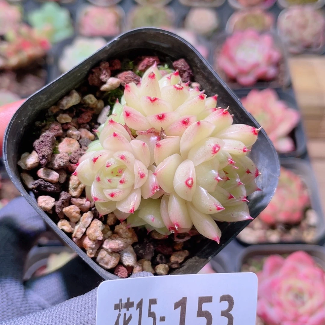花利美15-153麦秆