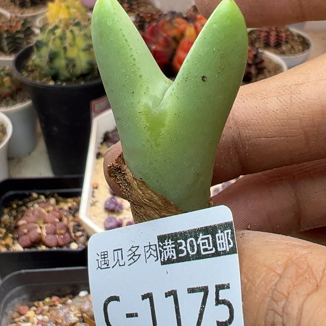 多肉植物11111111111