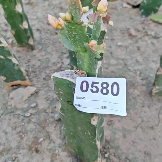 蟹爪兰火龙果嫁接福580