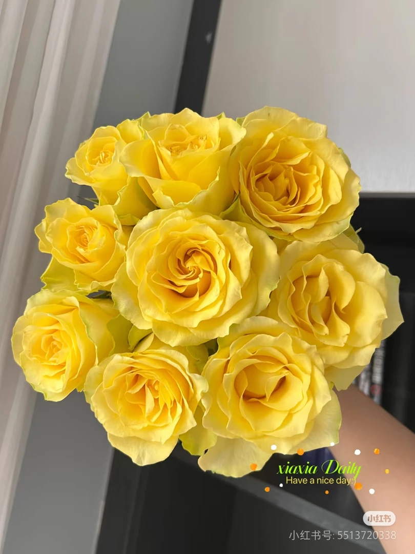 【香羿鲜花】浪漫沙滩10支/全场任意两单及以上包邮