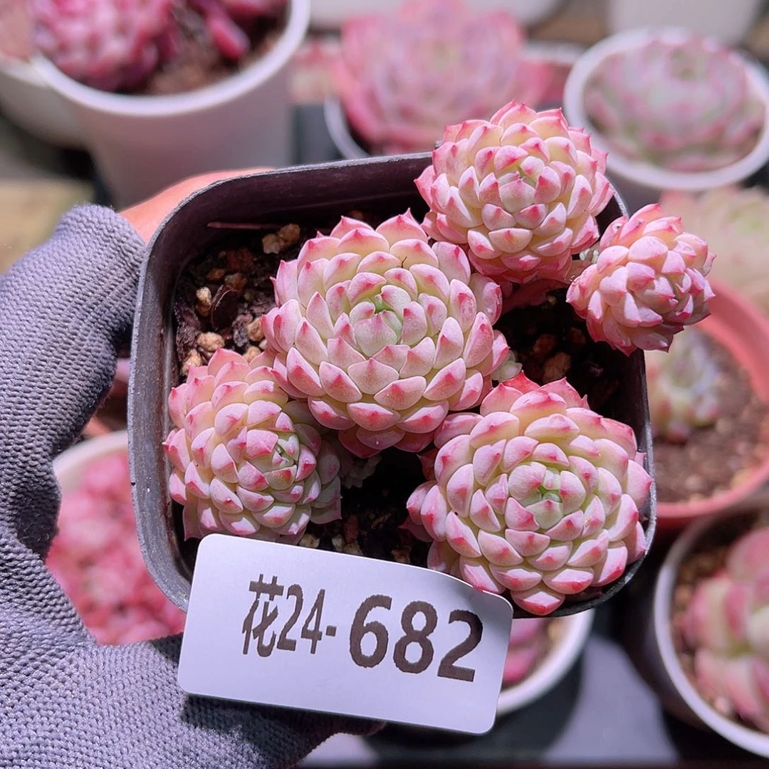 花24-682小粉莓群生