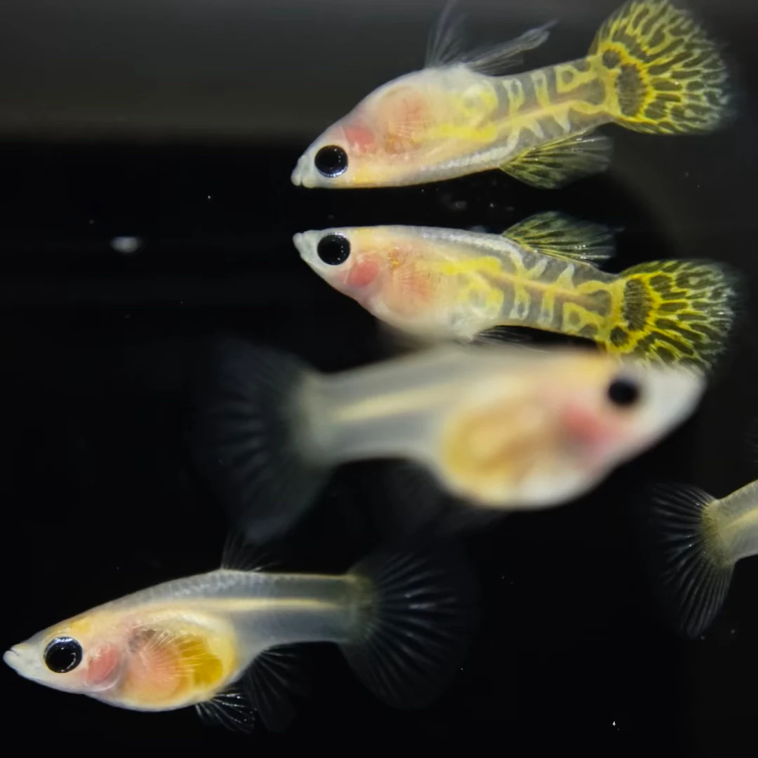 黄蕾丝玻璃猫孔雀鱼小型热带观赏鱼