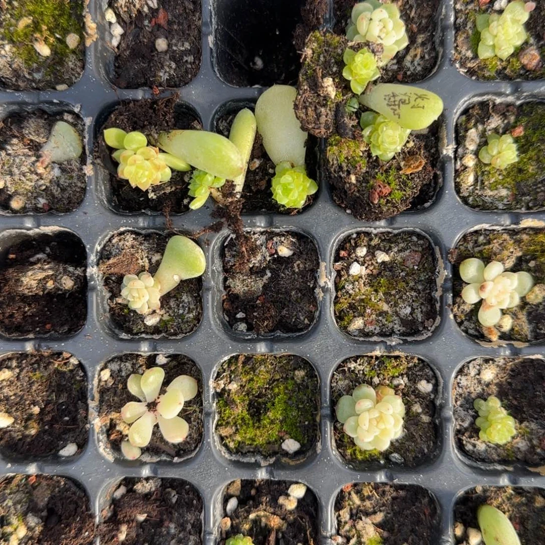 灯泡甜心穴一个满25包邮