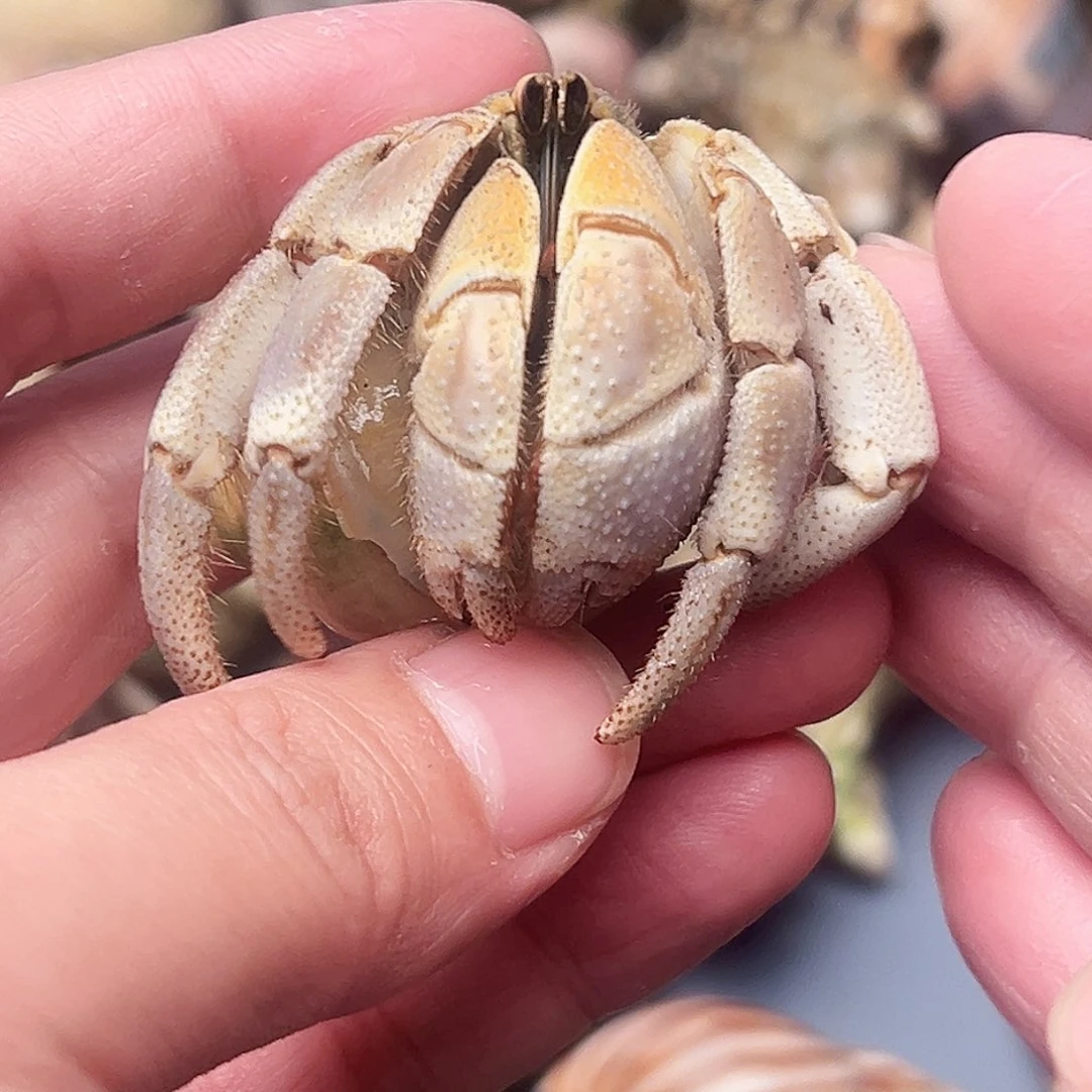 3.5口大布里布拉颜色干净