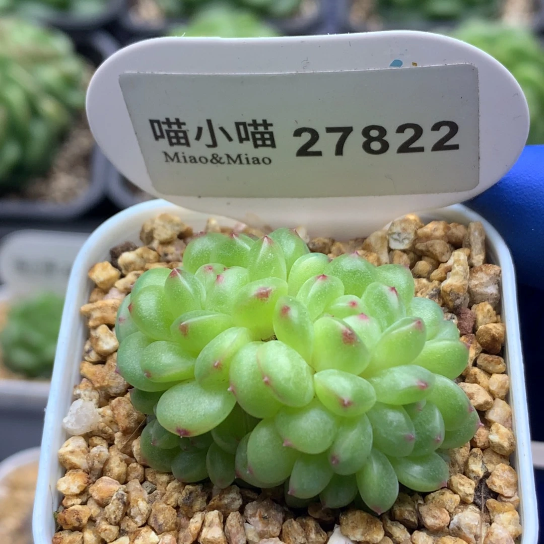 多肉植物杂交珍妮