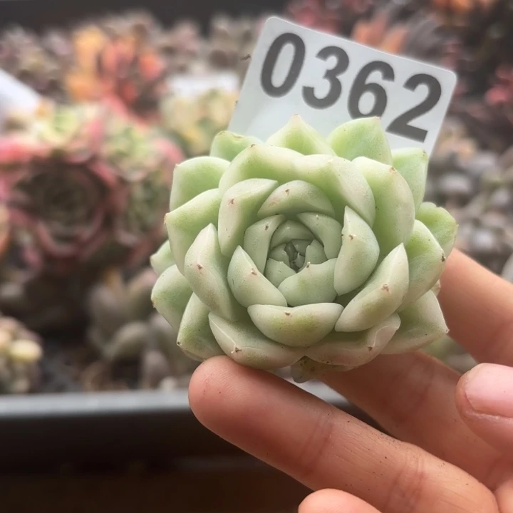 麦杆当场凑单满18包邮不满单发顺丰到付