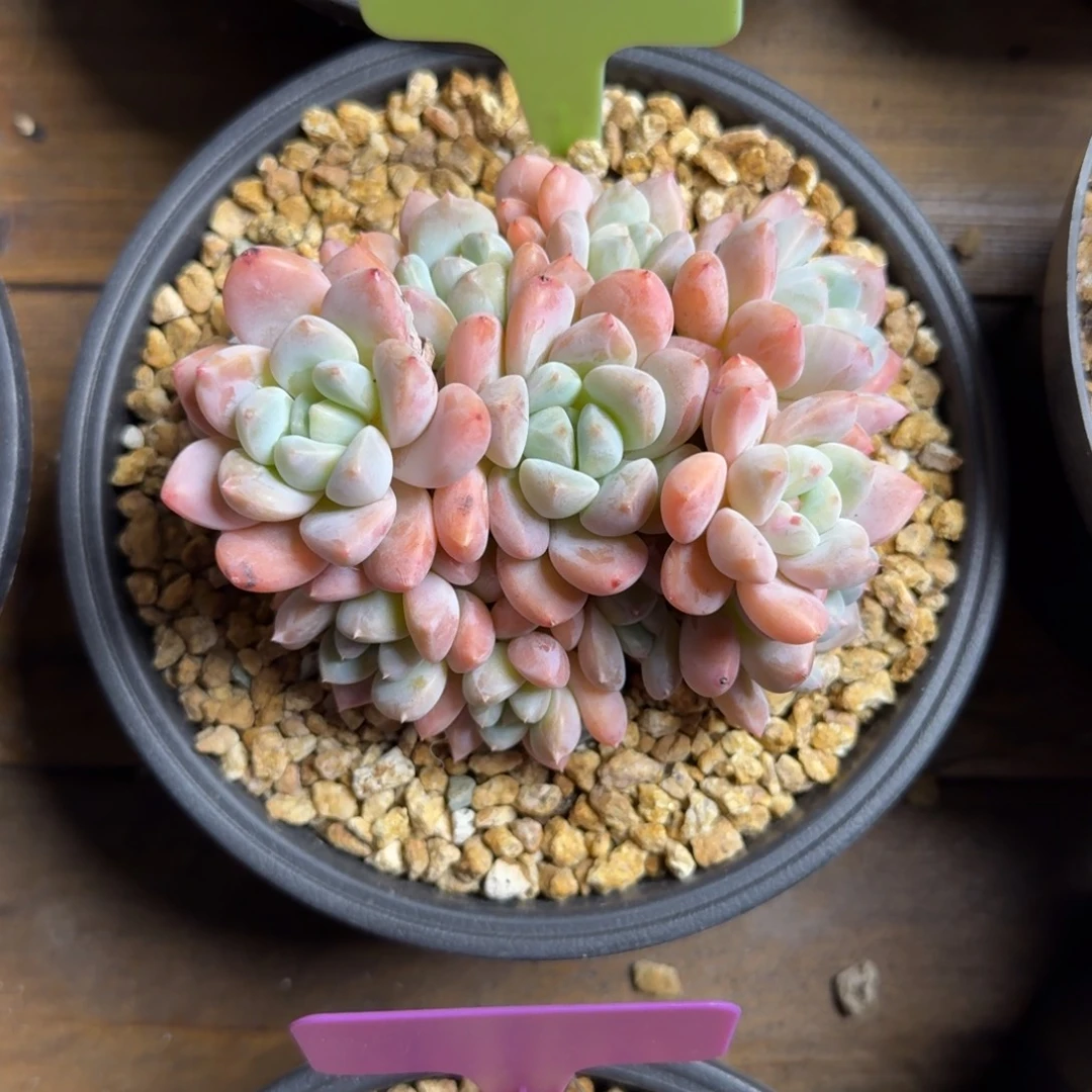 芙丽朵222222222222222