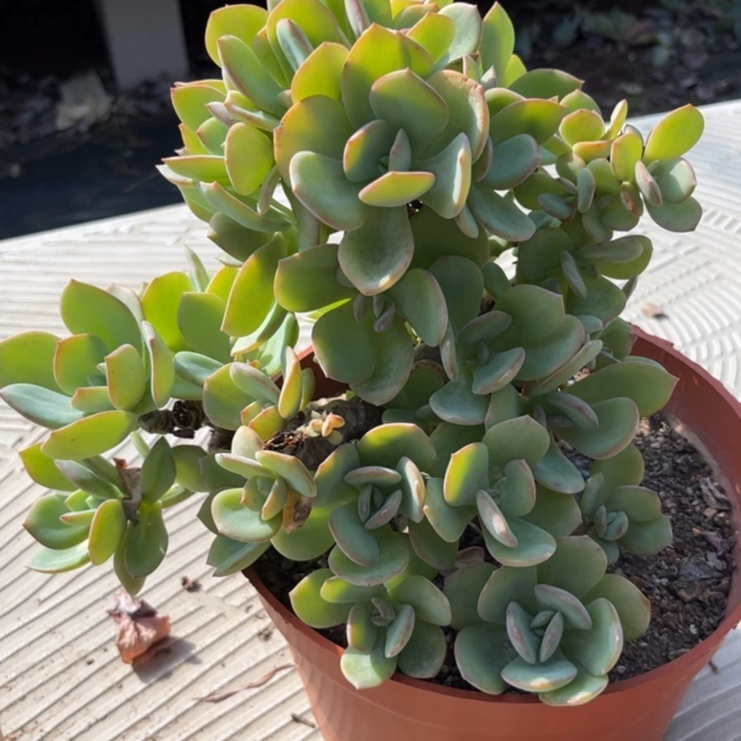 【闪购商品】无花朵