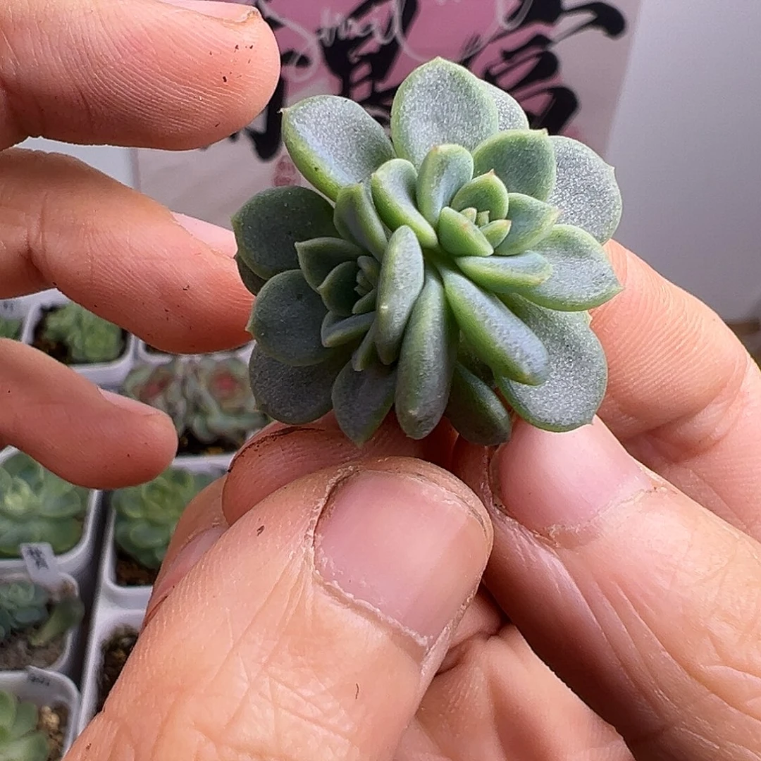 三头秋月福利送啊