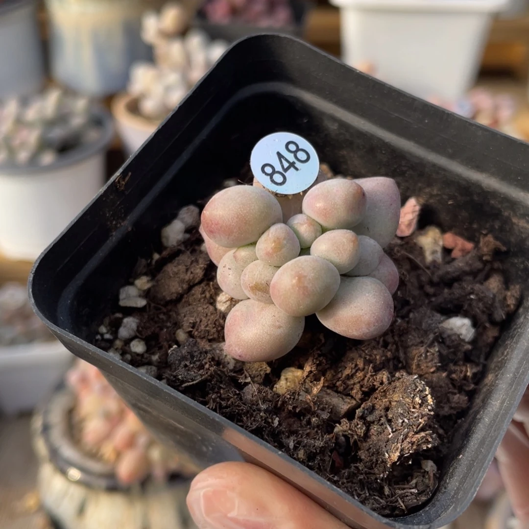 贵妃奶酪多肉植物