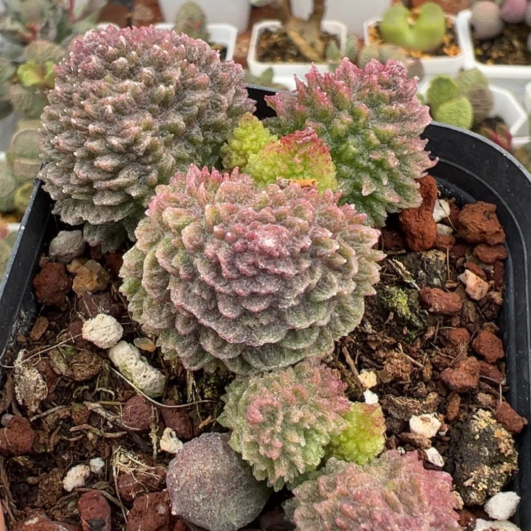 朱紫玉老桩多肉植物水泡泡