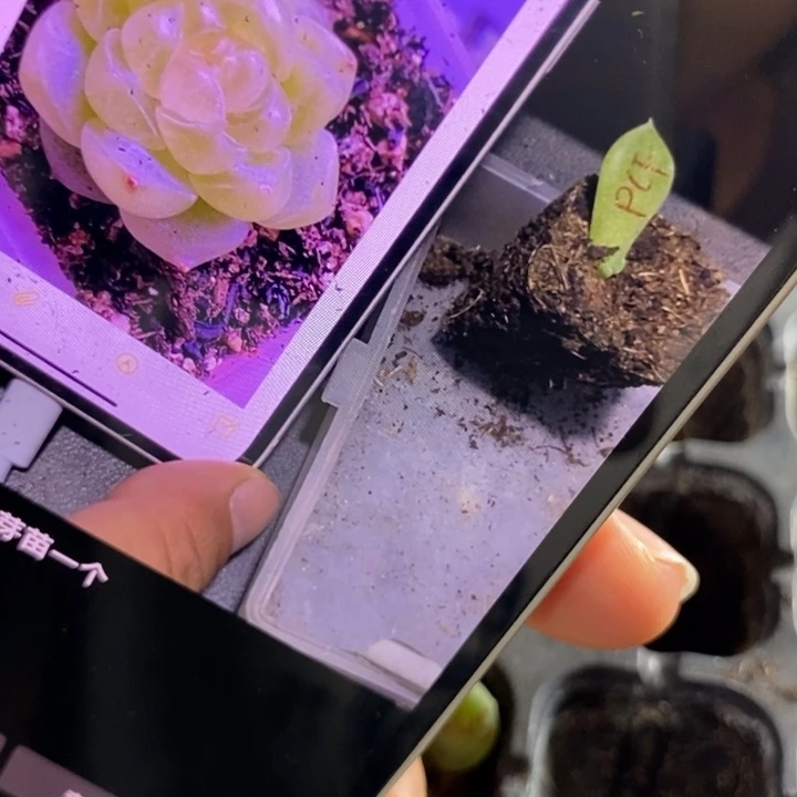 泼天芽苗一个多肉