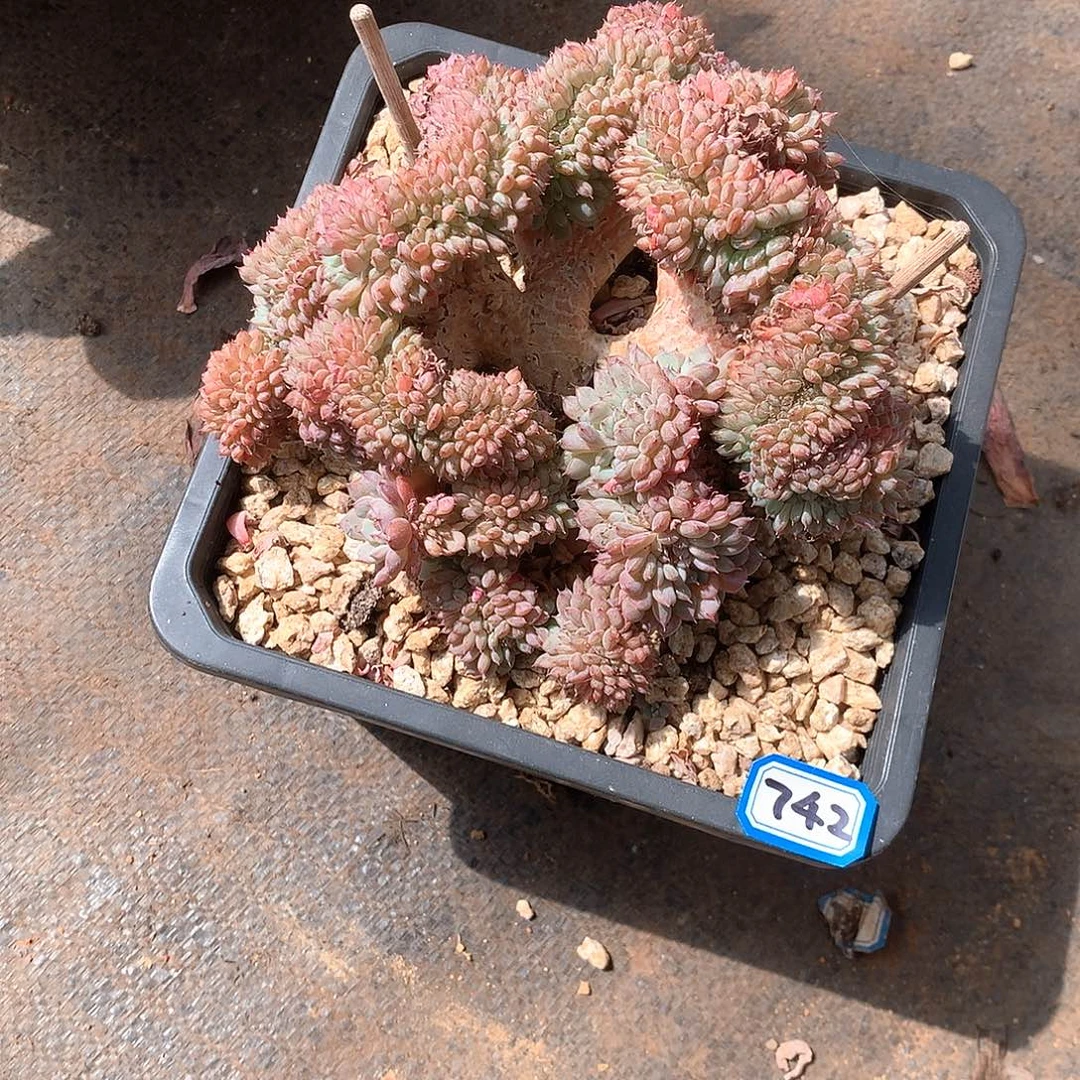 742白胖子缀化 一物一拍多肉