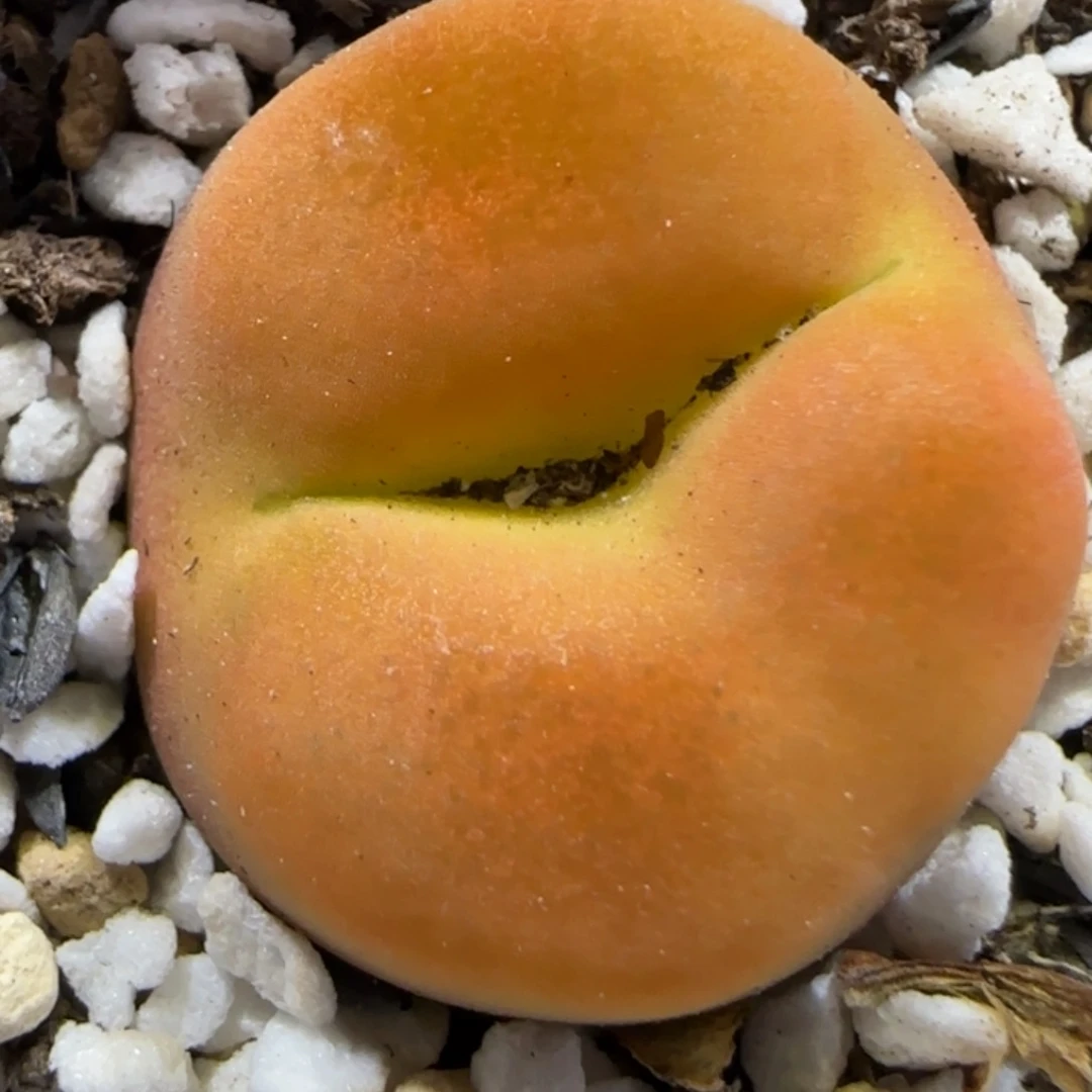 8.13。。蟠桃无人福利。。。2042