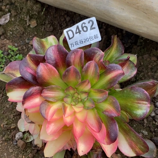 462绍修七彩多肉植物