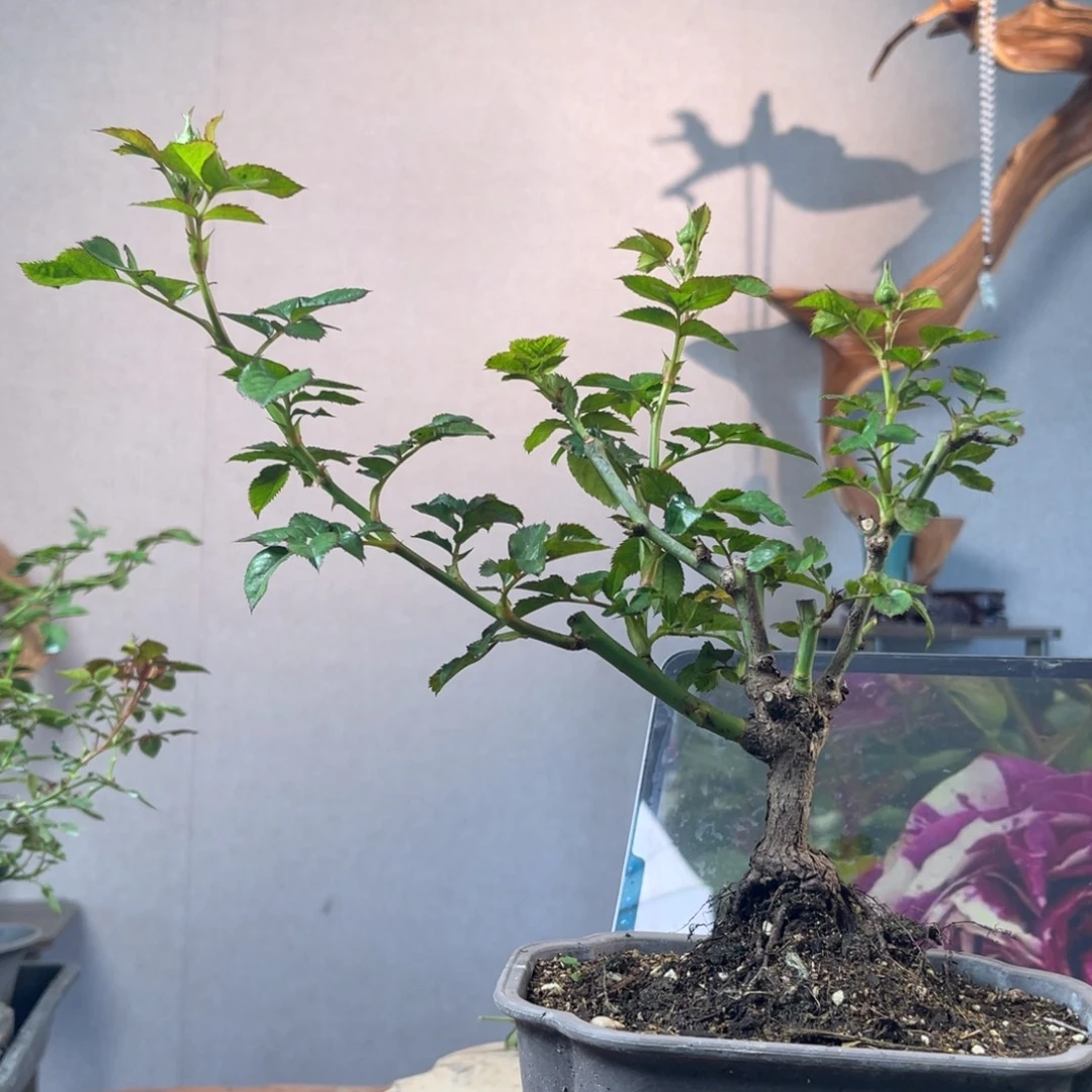 咖***啡少量花朵（建议范围：2朵-5朵 或40%以下）