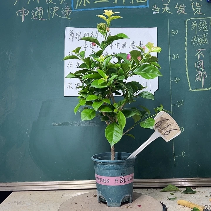 全部花苞  沙斑安格斯  616