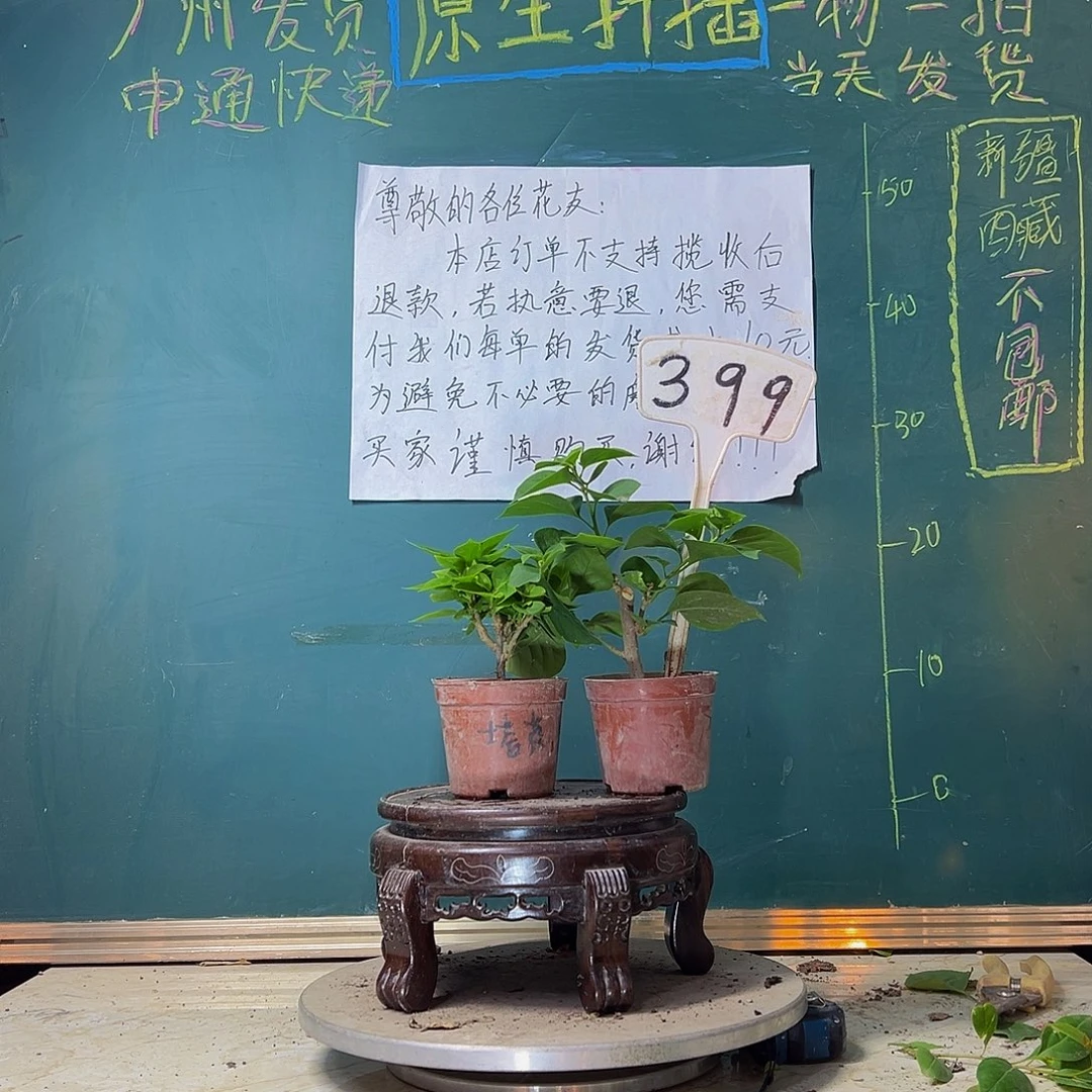 当前无花栽培后可以开花塔黄掌中宝 绿叶五宝掌中宝399