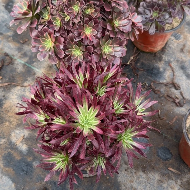 896金丝雀➕朱雀包邮。