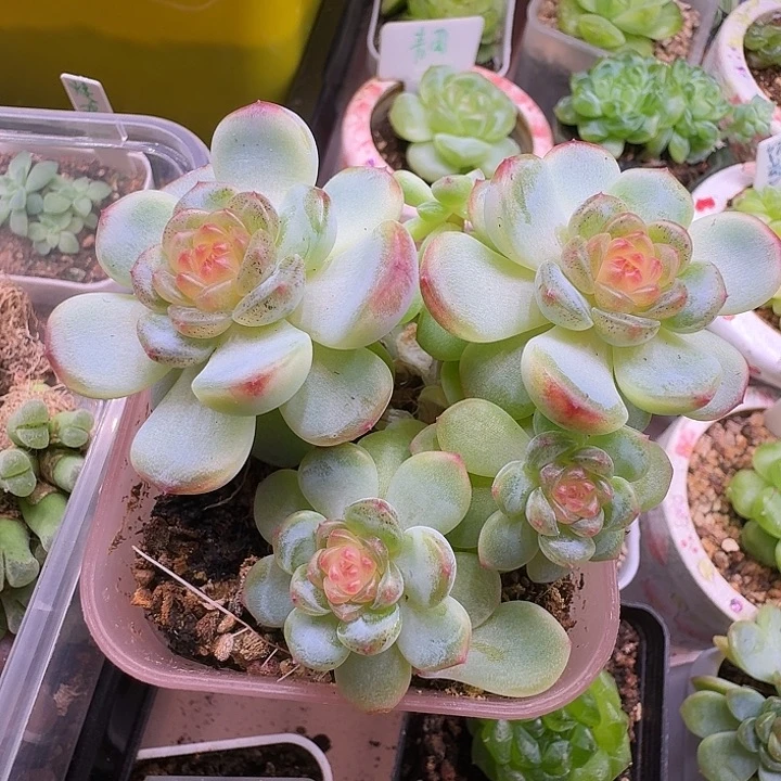 狗老板专拍西米露群