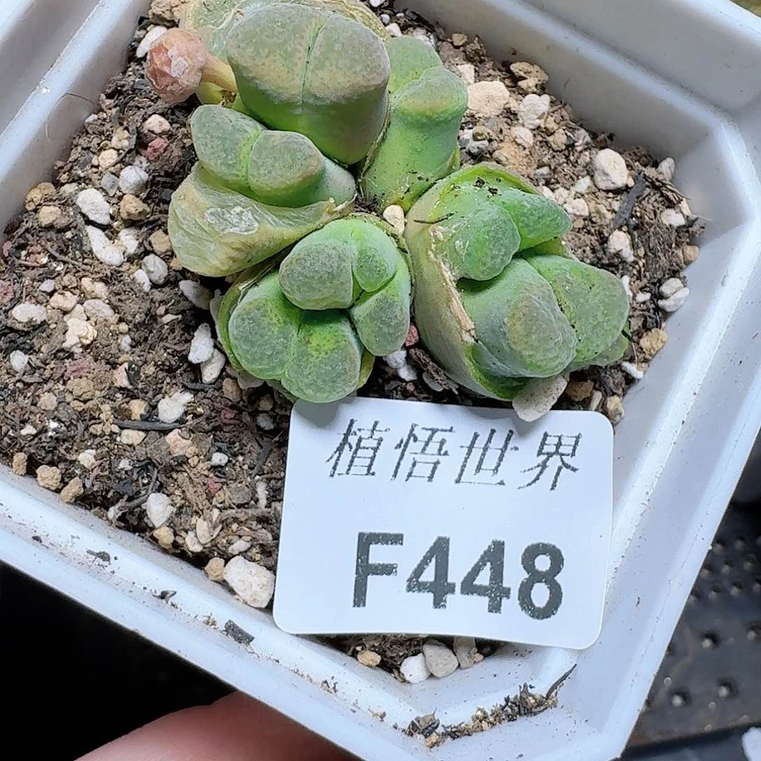 448号多肉植物哇c c