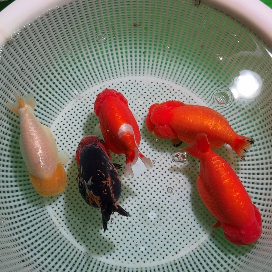 金鱼类不分公母 12