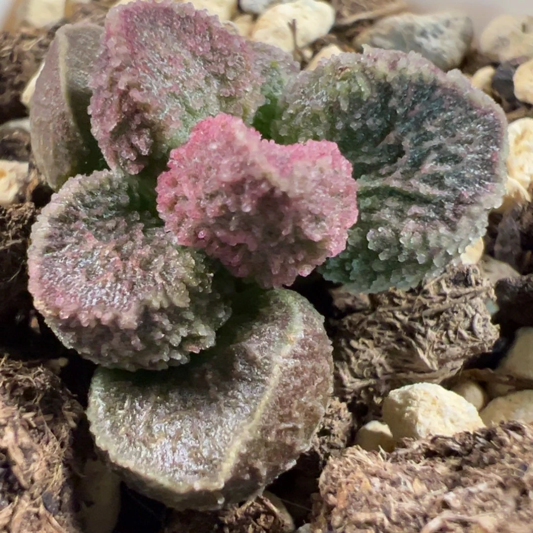 实生新品多肉植物水泡多肉植物水泡