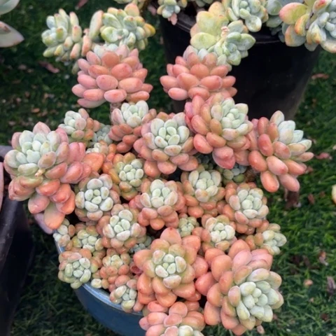 越***好多肉植物的植物形态