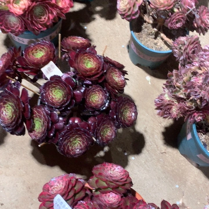 657黑萝莉多肉植物