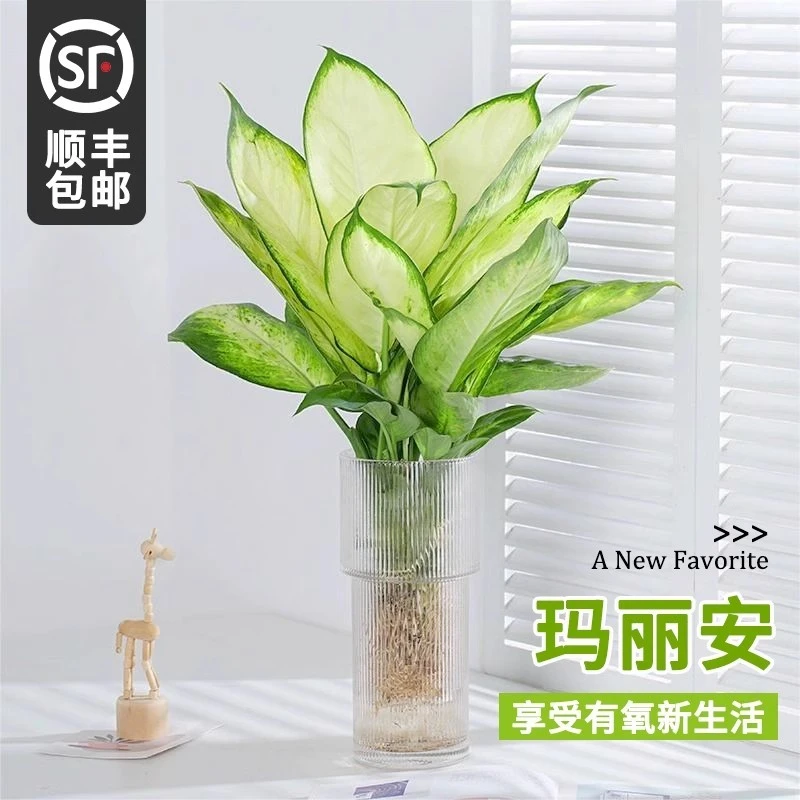 玛丽安水培植物盆栽万年青富贵竹室内绿植好养植物客厅净化空室内