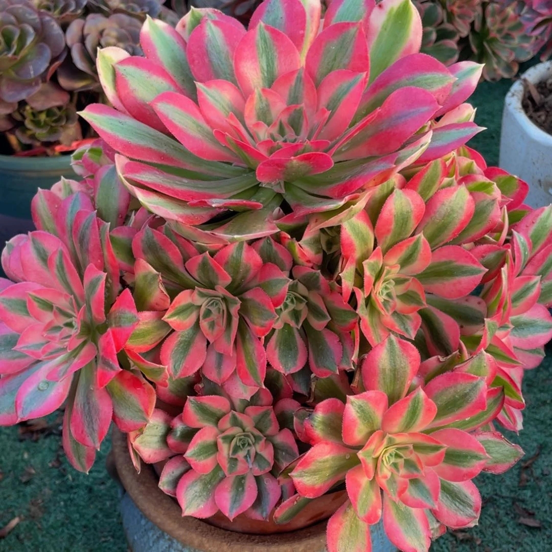 219粉女巫精品法师老桩