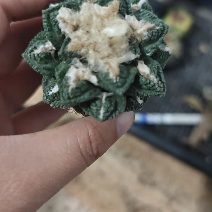 一物一拍,苗接仙人球!