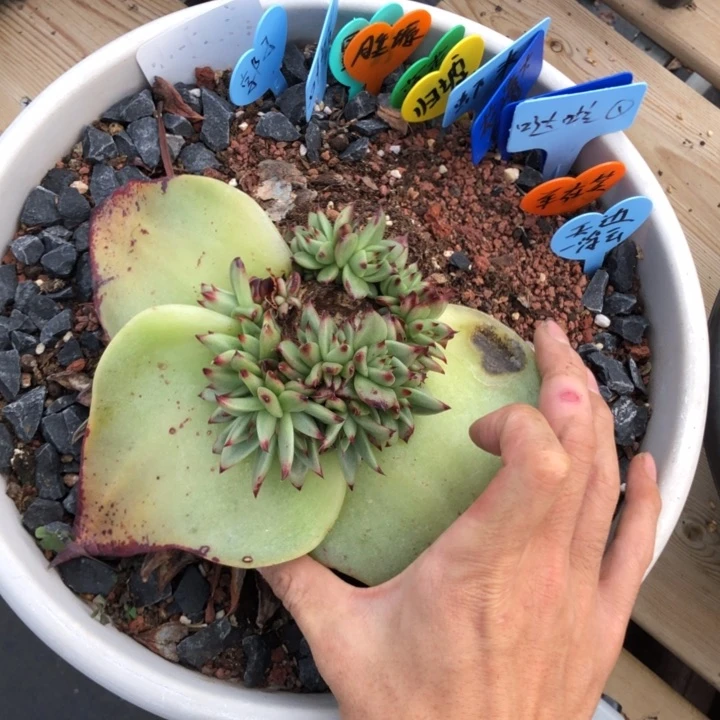 胖金蝉底座牙1111111