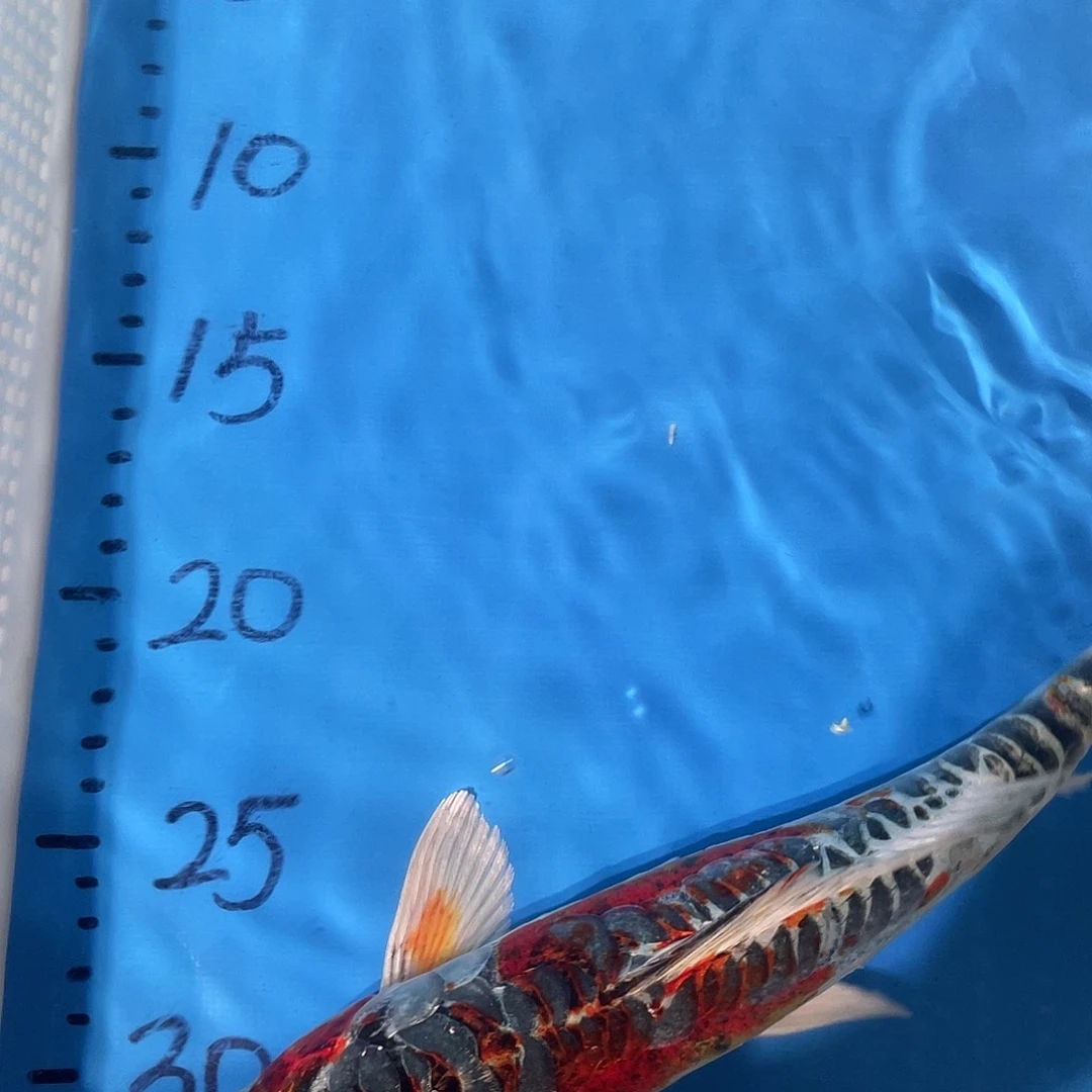 锦鲤锦鲤包邮包售后